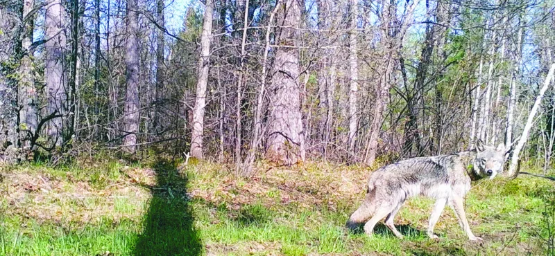 The number of wolves